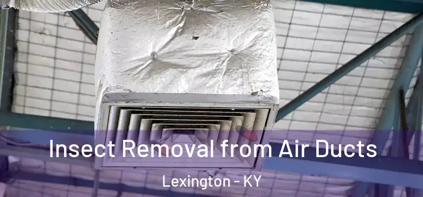 Insect Removal from Air Ducts Lexington - KY